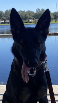 a black german shepherd is sitting on a leash next to a body of water