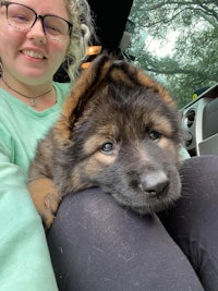 an adoptable german shepherd puppy in houston, texas