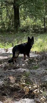 a black and tan dog walking through the woods