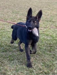 a black and white german shepherd dog running on a leash