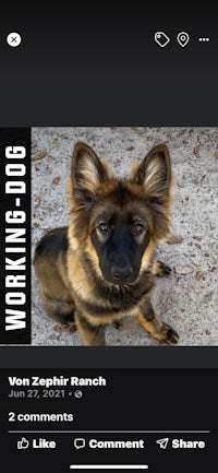 a picture of a german shepherd dog on a phone screen