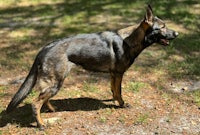 a black and brown dog standing in the grass
