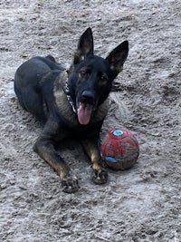 a dog laying in the sand