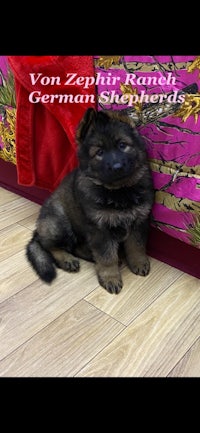 a small german shepherd puppy laying on the floor